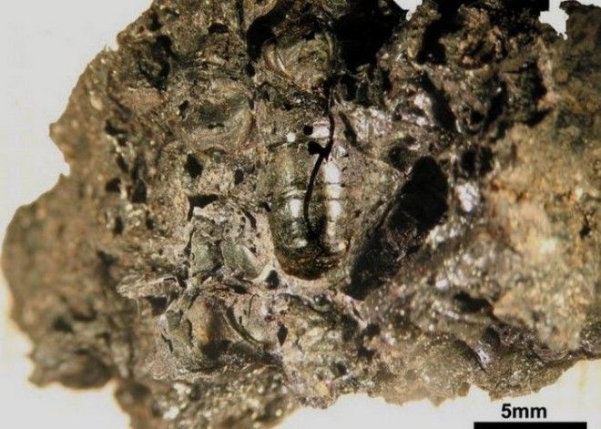 Уникальный артефакт Лодочные пчелы 