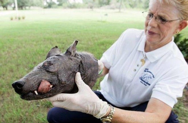 10 самых жутких найденных существ и кем они оказались на самом деле