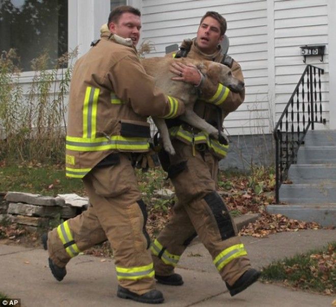 15 спасателей которые рисковали жизнью ради животных