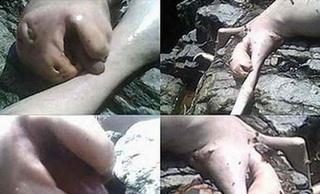 10 самых жутких найденных существ и кем они оказались на самом деле