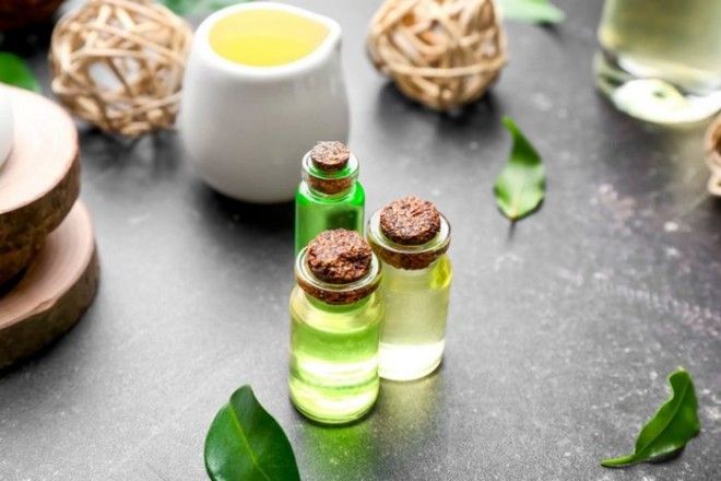 Чайное дерево эффективная помощь от разных хворей