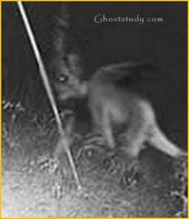 10 самых жутких найденных существ и кем они оказались на самом деле