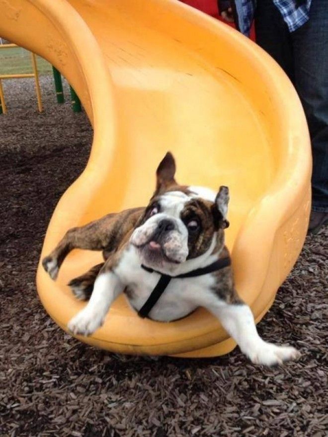 17 животных которые пожалели о своем решении слишком поздно