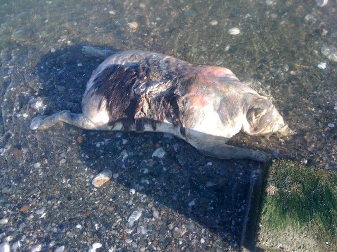 10 самых жутких найденных существ и кем они оказались на самом деле