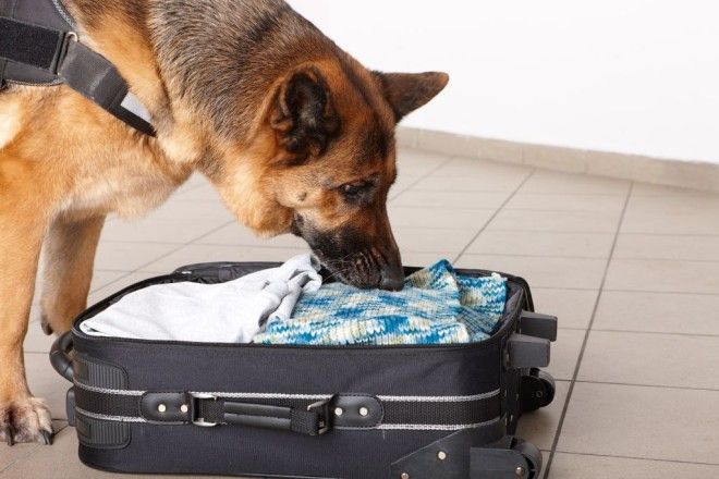 9 удивительных фактов о том как тренируют служебных собак