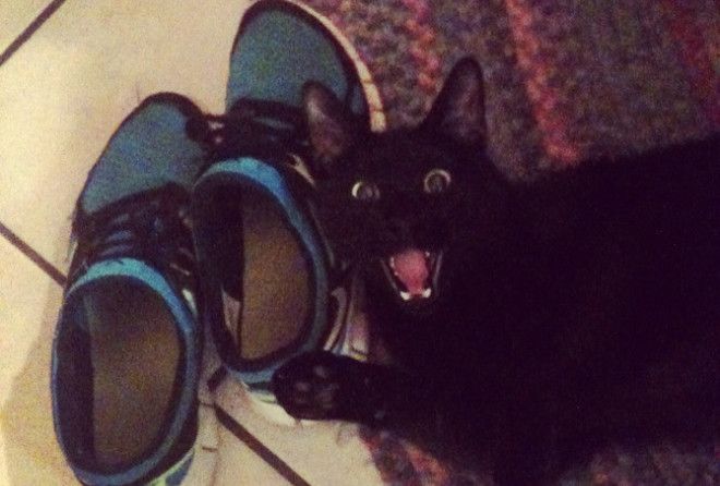 Твой кот тоже таким промышляет? :-D