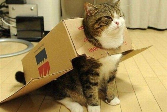 Кошки оценят ваши старания :-)
