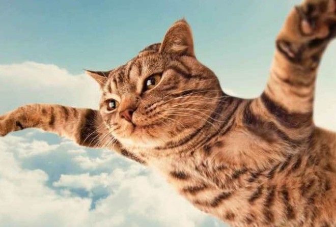 Кошачьи мечты :-)