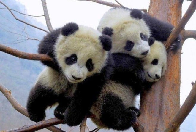 Панд нужно беречь!