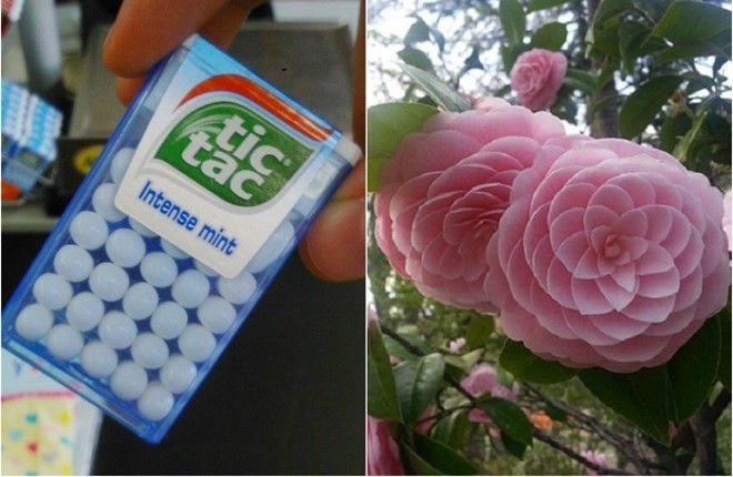 Услада для глаз