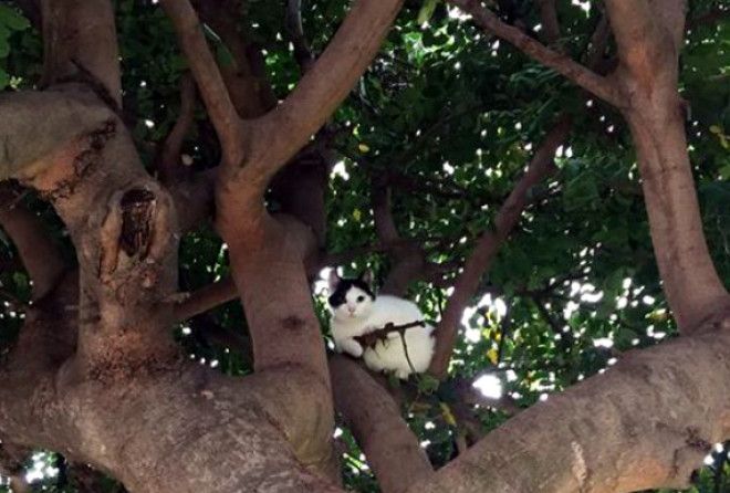 Уморительные снимки из серии «Показалось» :-)