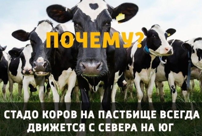 Привели ученых в замешательство