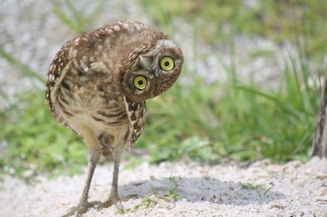 Природа сама отлично позаботилась о их сохранности!