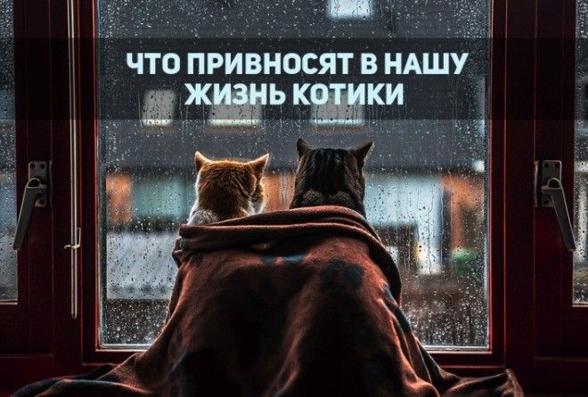 Ленивые мурчуны, которые делают нашу жизнь лучше