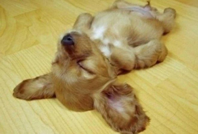 Очаровательные сони