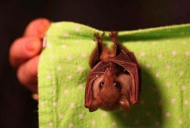 Такие милахи точно излечат :-)