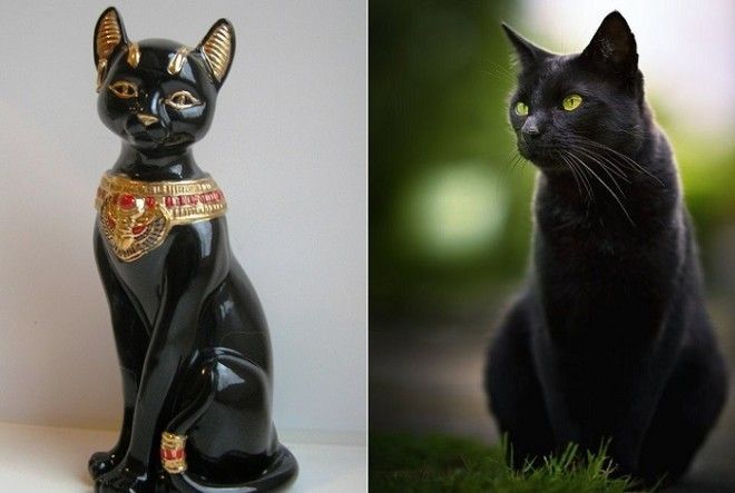 Если черный кот дорогу перейдет...