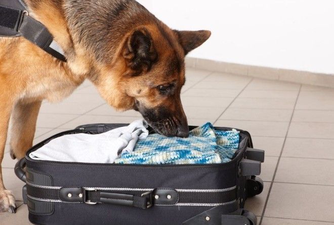 Как собак учат искать наркотики, взрывчатку и преступников